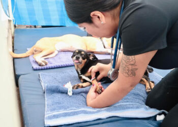 Llega Chucho Móvil en beneficio de familias del Barrio La Pimienta