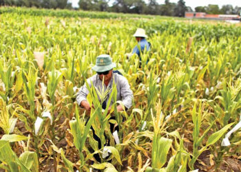 Frenan prohibición a maíz transgénico