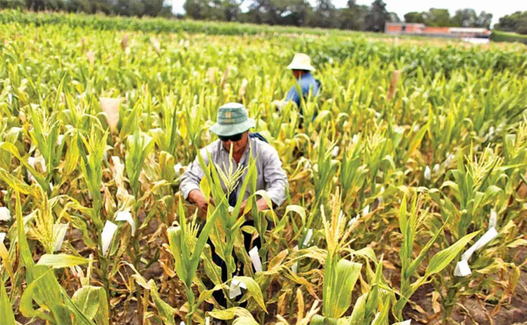 Frenan prohibición a maíz transgénico