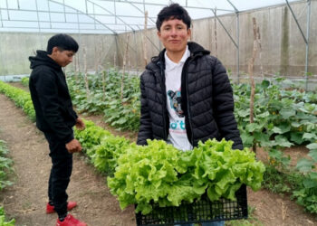 CECyT 43 La Laguna realiza su primera producción de lechuga hidropónica