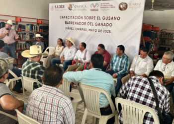 Descarta SAGyP cuarentenas y sacrificios por gusano barrenador