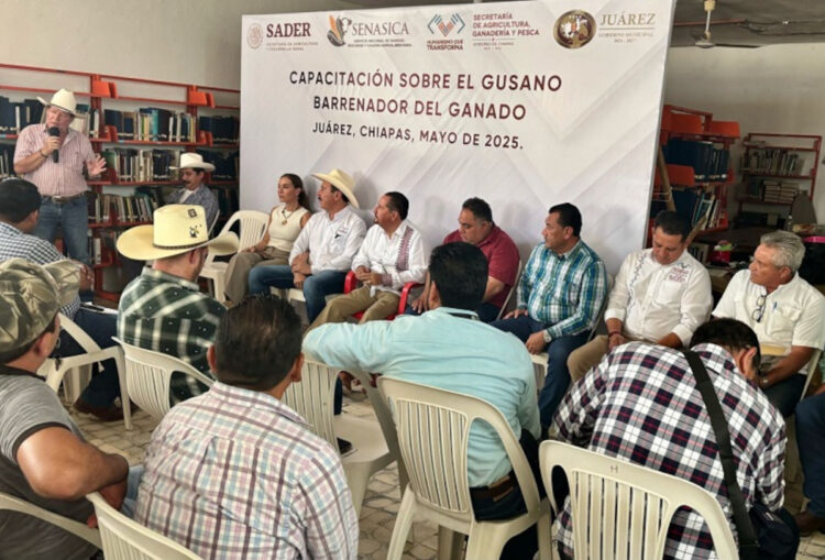 Descarta SAGyP cuarentenas y sacrificios por gusano barrenador