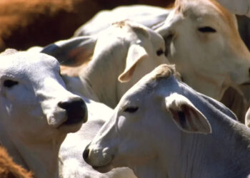 EU anuncia inversión de 21 mdd en Chiapas contra el gusano barrenador