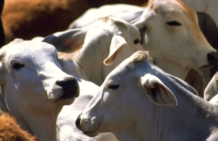 EU anuncia inversión de 21 mdd en Chiapas contra el gusano barrenador