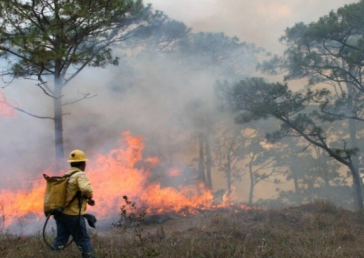 Se mantiene a la baja superficie afectada por incendios forestales en Chiapas