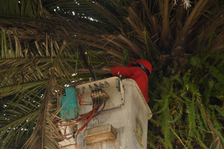 Realizan mantenimiento de palmeras y áreas verdes en el parque central de San Cristóbal