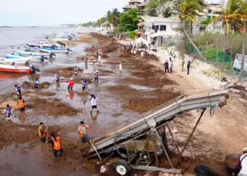 Gobierno alista captación de sargazo en altamar para generar biogás