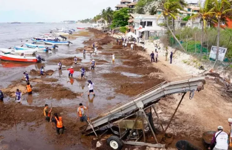 Gobierno alista captación de sargazo en altamar para generar biogás