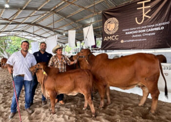 Chiapas, impulsa ganadería y turismo con la XXVII Exposición Nacional Brahman