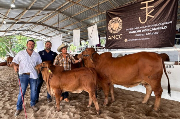 Chiapas, impulsa ganadería y turismo con la XXVII Exposición Nacional Brahman