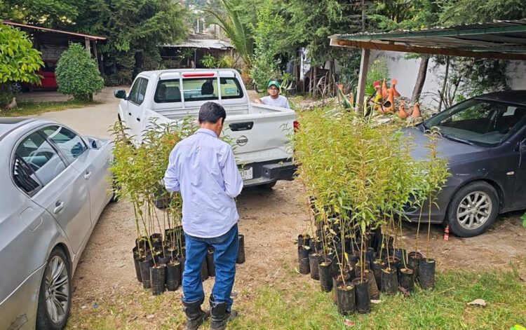 Donan 500 árboles frutales a escuelas de San Cristóbal