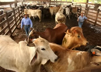 Aranceles de Trump reconfigurarán el mercado de carne mundial