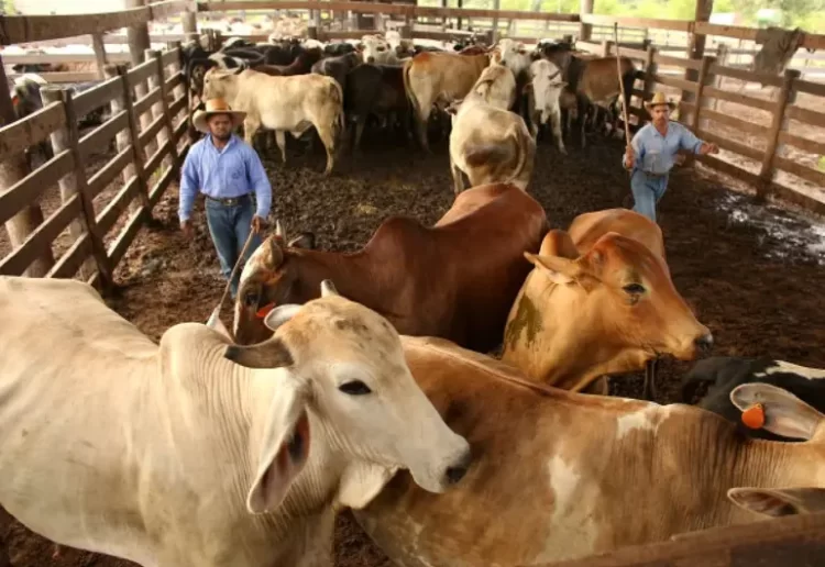 Aranceles de Trump reconfigurarán el mercado de carne mundial