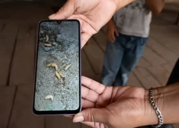 Gusano barrenador: aumentan a 39 los casos de miasis en humanos en México