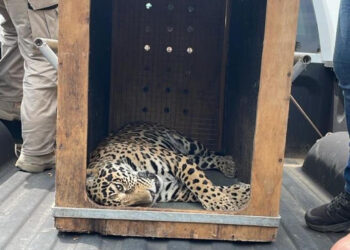 Rescatan a Jaguar y lo trasladan al ZooMAT