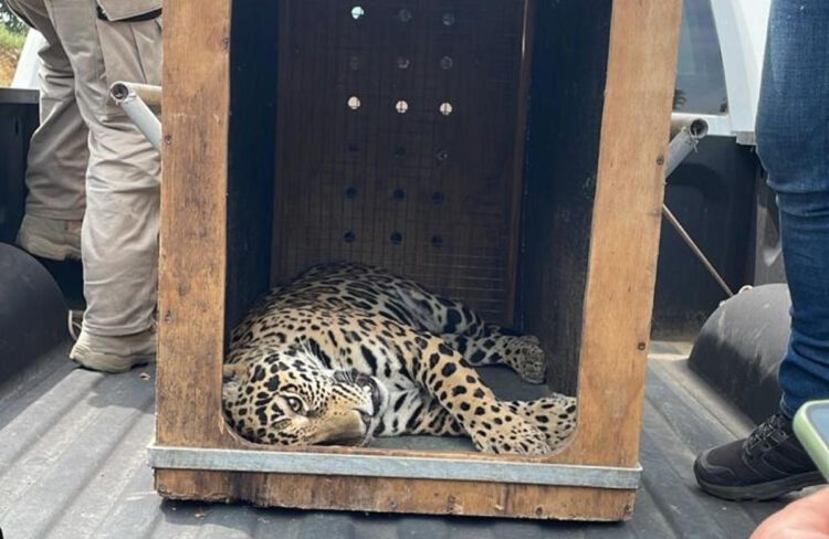 Rescatan a Jaguar y lo trasladan al ZooMAT