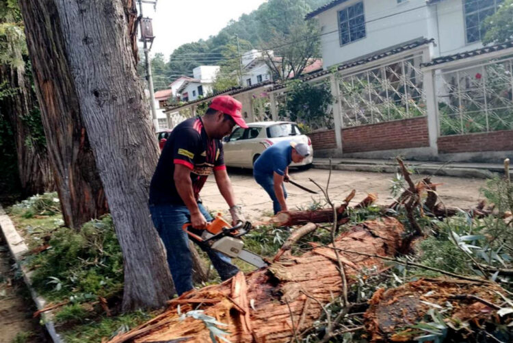 Refuerzan seguridad con limpieza de arbolado urbano en San Cristóbal