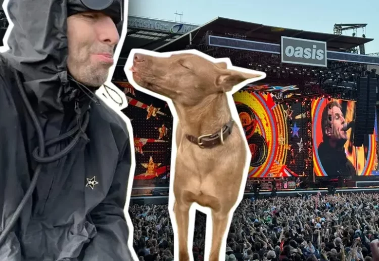 Buttons: la perrita que Liam Gallagher adoptó y que hoy aparece en los conciertos de Oasis