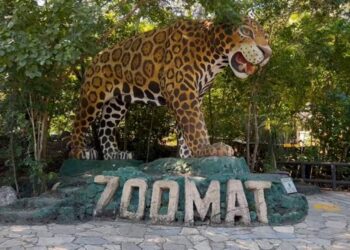 Muere Jaguar recién ingresado al ZooMAT