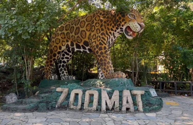 Muere Jaguar recién ingresado al ZooMAT