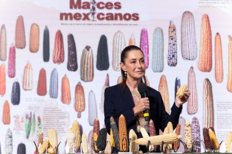 Claudia Sheinbaum anuncia programa ‘Sin maíz no hay país’ para producir con bienestar