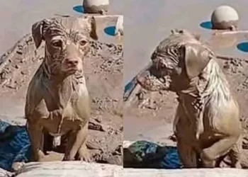 Conmueve perrito cubierto de lodo que espera a su familia tras inundaciones en Poza Rica, Veracruz