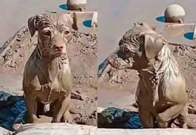 Conmueve perrito cubierto de lodo que espera a su familia tras inundaciones en Poza Rica, Veracruz