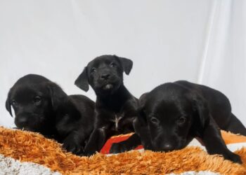 Cecam rescata a cachorros abandonados en colonia de SCLC