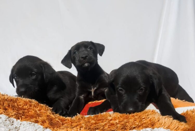 Cecam rescata a cachorros abandonados en colonia de SCLC