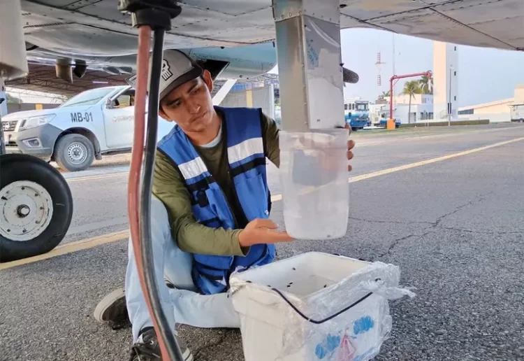 EU instala unidad de moscas en Tampico; combatirá al gusano barrenador