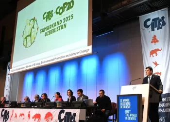 México rendirá cuentas sobre protección de vaquita marina en COP20 de CITES