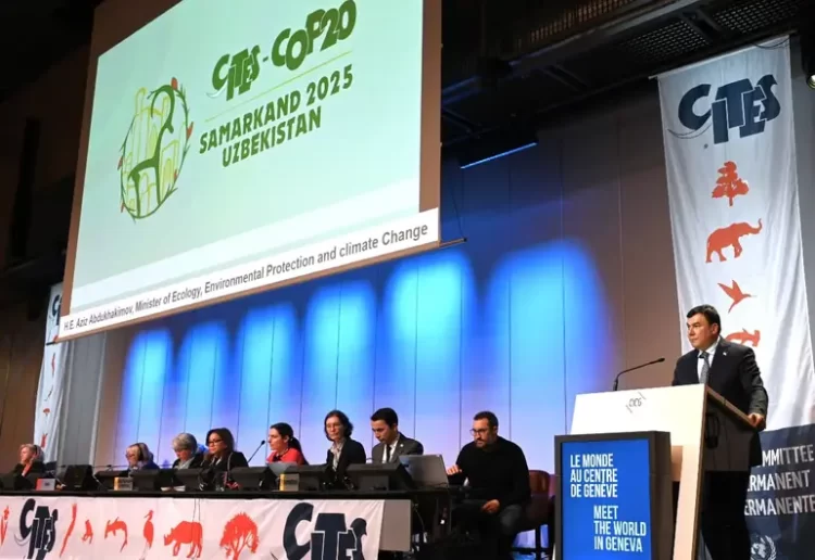 México rendirá cuentas sobre protección de vaquita marina en COP20 de CITES