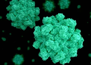 Brote de norovirus aumenta en Estados Unidos: ¿qué es?