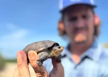 El tráfico ilegal pone en riesgo a la tortuga más pequeña del mundo