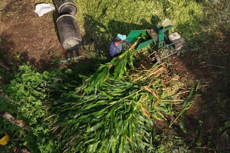 México sólo produce 44.1% de alimentos que consume; autosuficiencia alimentaria, cada vez más lejos