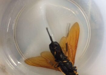 Profepa revisó casi 500 mil pinos de Navidad importados; sólo regresó 785 con plaga cuarentenaria