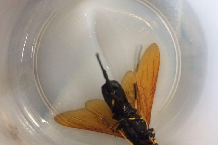 Profepa revisó casi 500 mil pinos de Navidad importados; sólo regresó 785 con plaga cuarentenaria