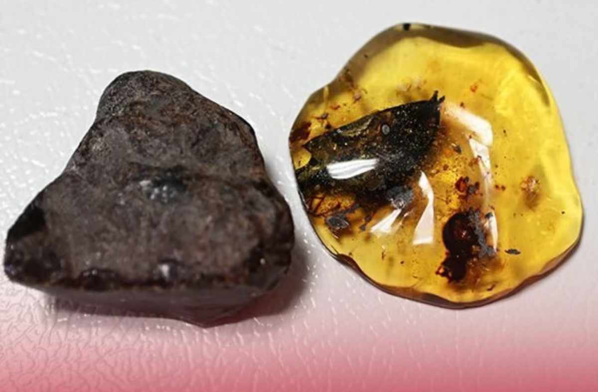 Hallan en Chiapas el árbol extinto que dio origen al ámbar mexicano