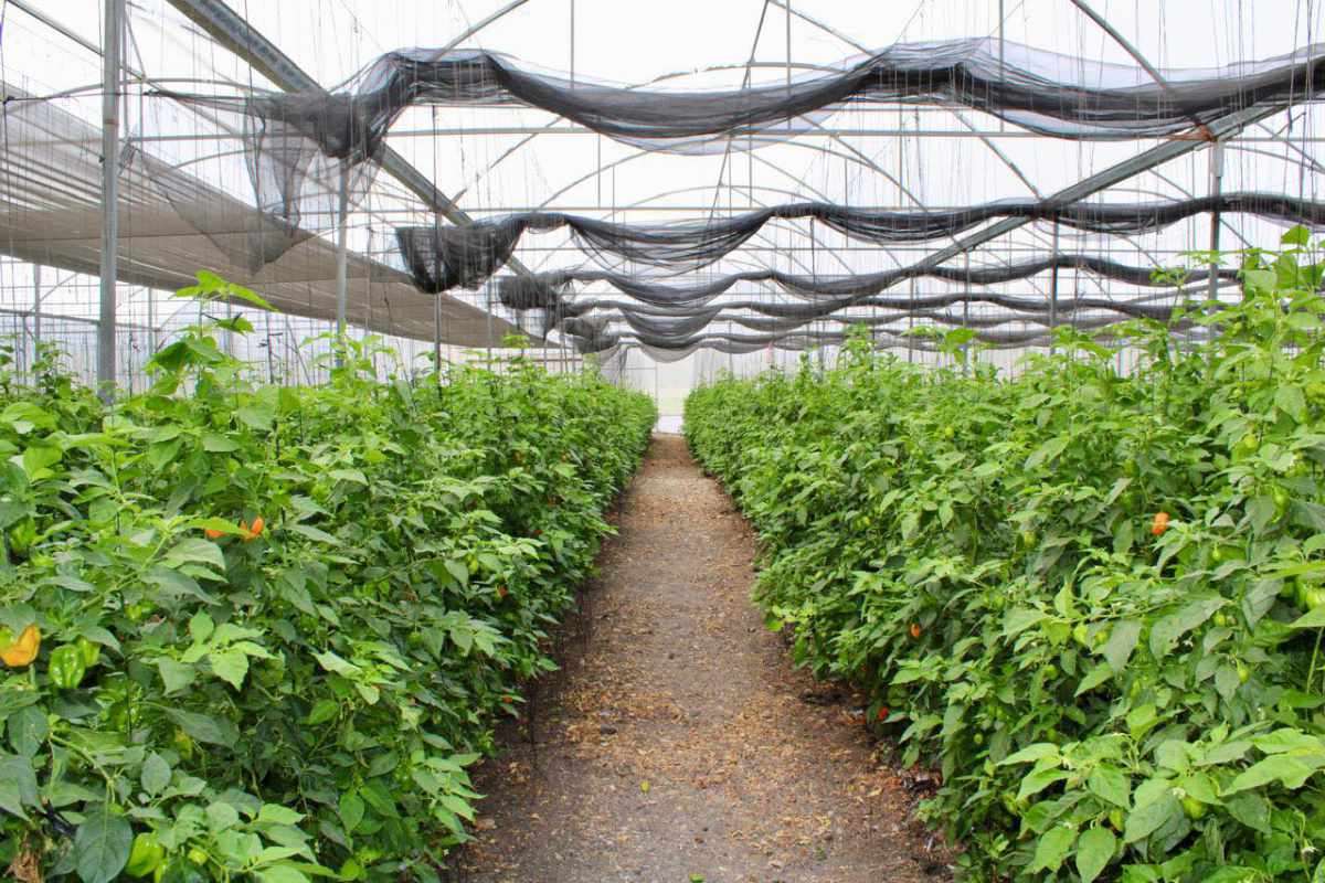 Cultivando sueños: la historia del productor de chile habanero en Chiapas