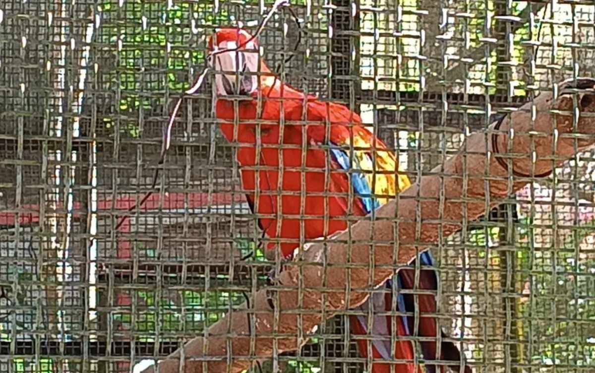 Se extingue la guacamaya roja en la selva de Chiapas