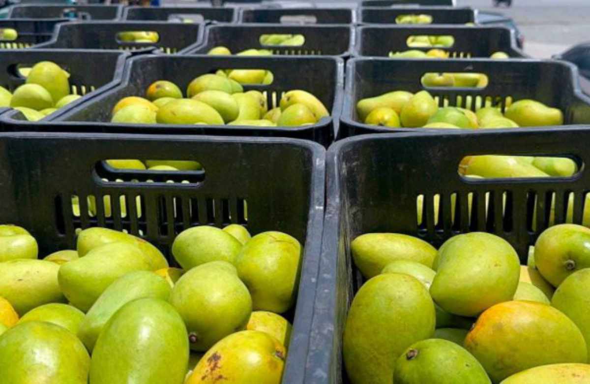 Denuncian hurto de 22 toneladas de mango
