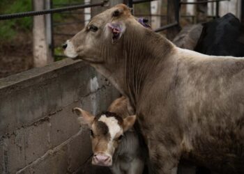 Michoacán confirma primer caso aislado de gusano barrenador del ganado