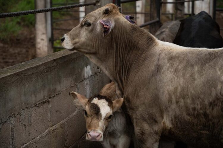 Michoacán confirma primer caso aislado de gusano barrenador del ganado