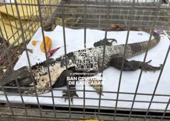 Autoridades municipales resguardan iguana negra y la canalizan a Profepa