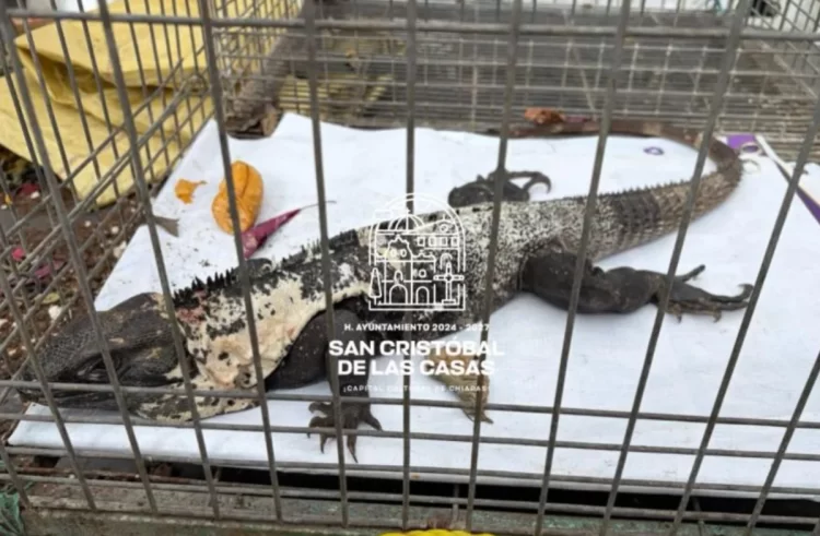 Autoridades municipales resguardan iguana negra y la canalizan a Profepa