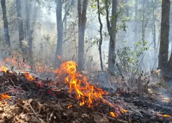 Atienden brigadas municipales incendio forestal en comunidad Santa Lucía 
