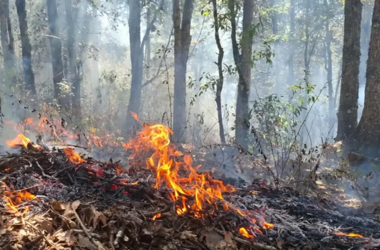 Atienden brigadas municipales incendio forestal en comunidad Santa Lucía 
