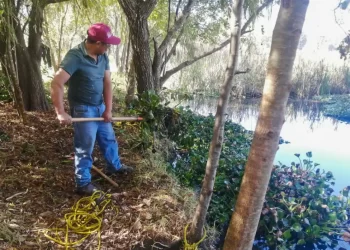 Inician trabajos de limpieza de lirio acuático en el manantial de La Kisst 