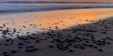 El Santuario Playa Puerto Arista, es esencial para las tortugas marinas: Profepa y Conanp