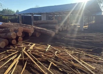 Decomisan en Altamirano más de 28 mil piezas de pino durante operativo